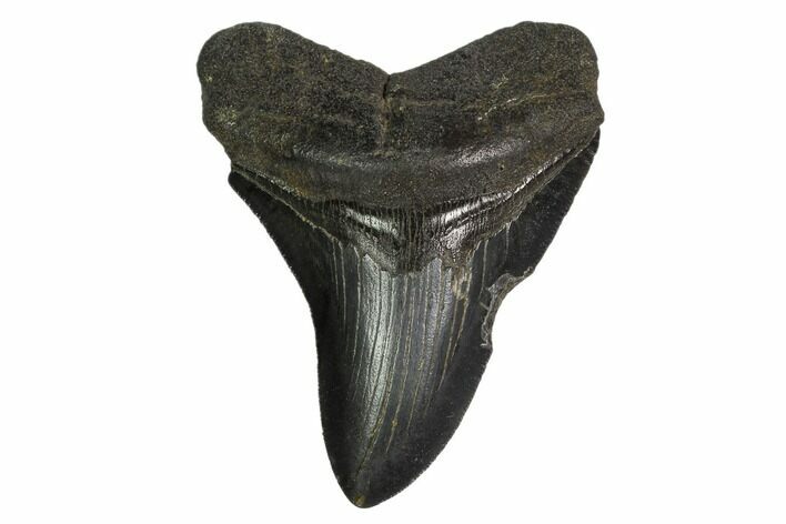 Fossil Megalodon Tooth - South Carolina #149396